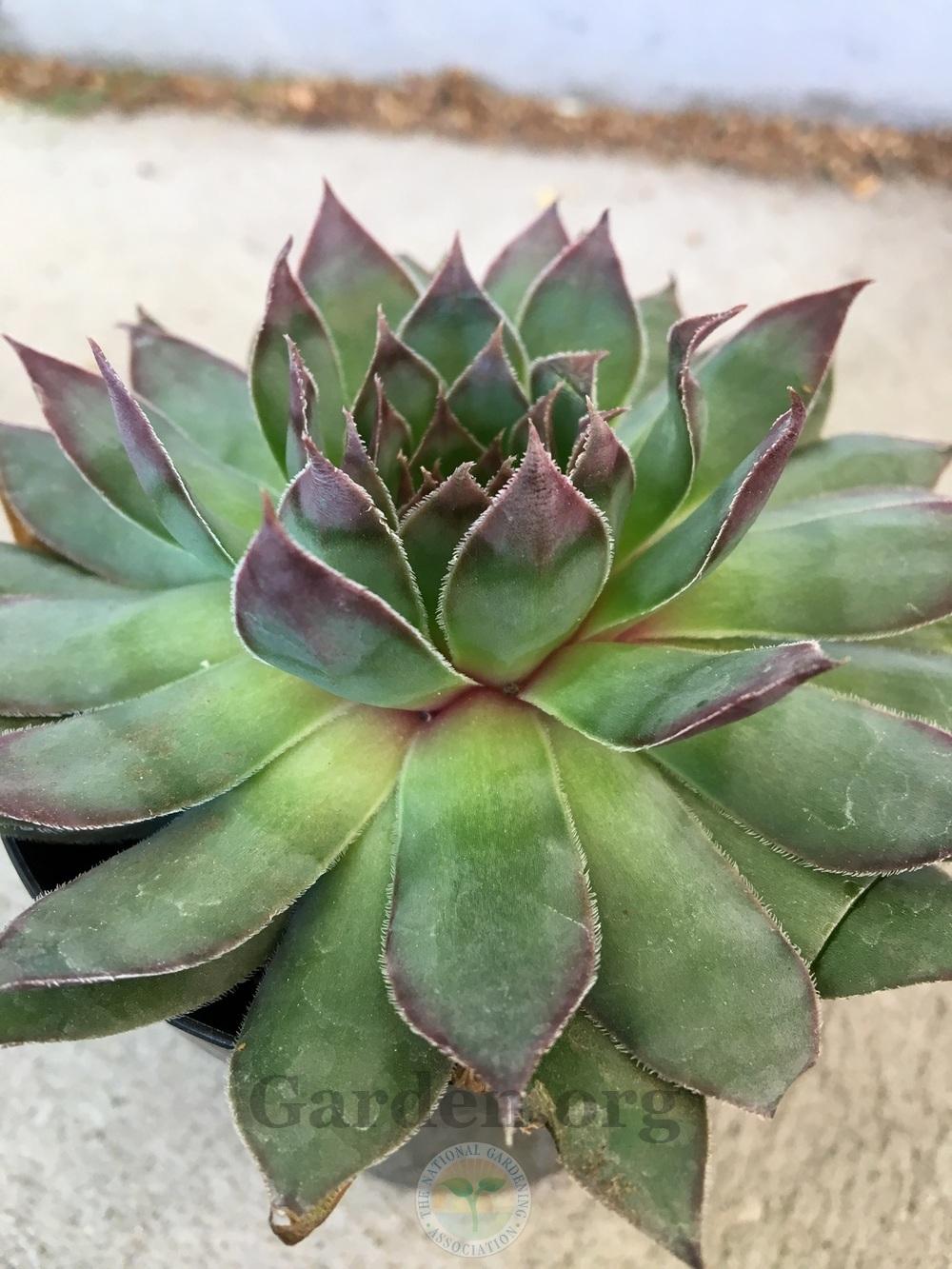 Photo of Hen and Chicks (Sempervivum 'Frost and Flame') uploaded by BlueOddish