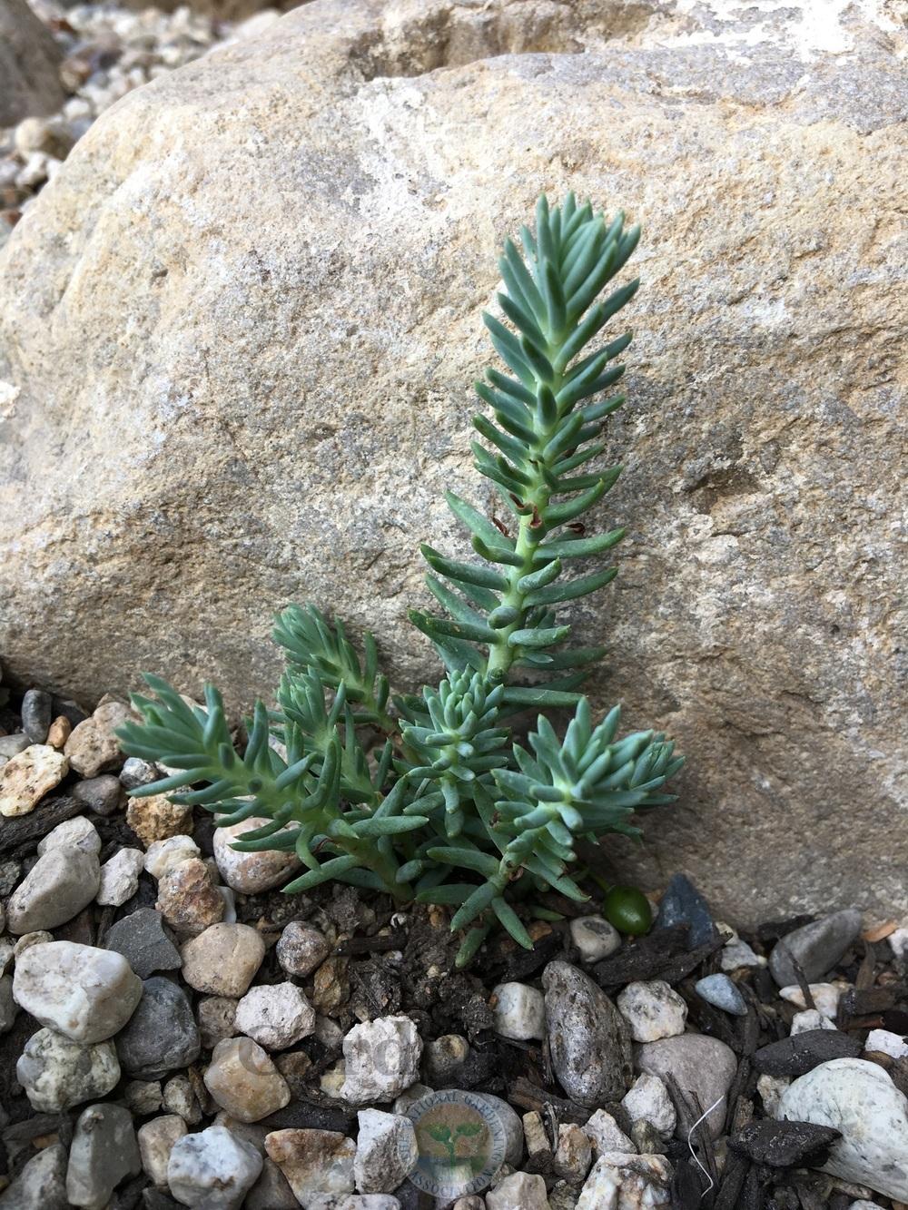 Photo of Jenny's Stonecrop (Petrosedum rupestre subsp. rupestre 'Blue Spruce') uploaded by BlueOddish