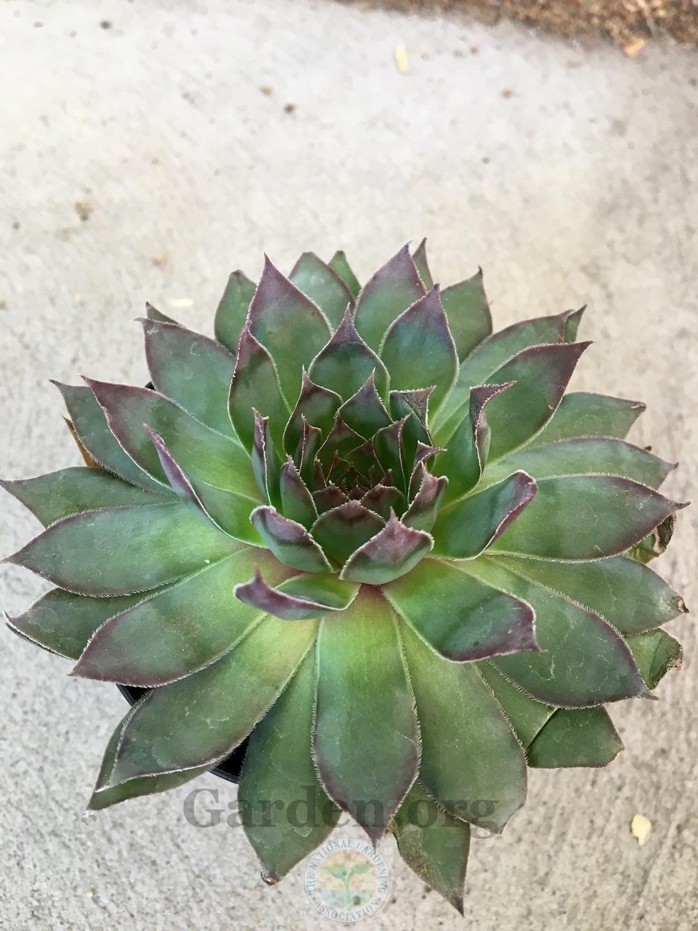 Photo of Hen and Chicks (Sempervivum 'Frost and Flame') uploaded by BlueOddish