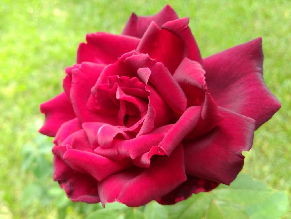 Photo of Hybrid Tea Rose (Rosa 'Mister Lincoln') uploaded by DogsNDaylilies