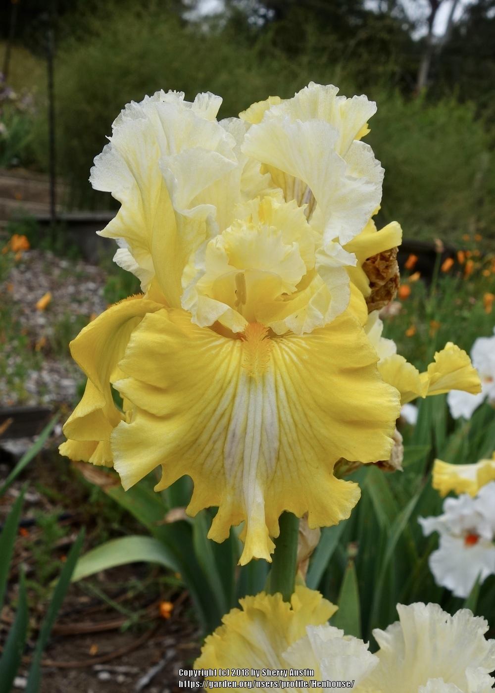 Photo of Tall Bearded Iris (Iris 'Smart Money') uploaded by Henhouse