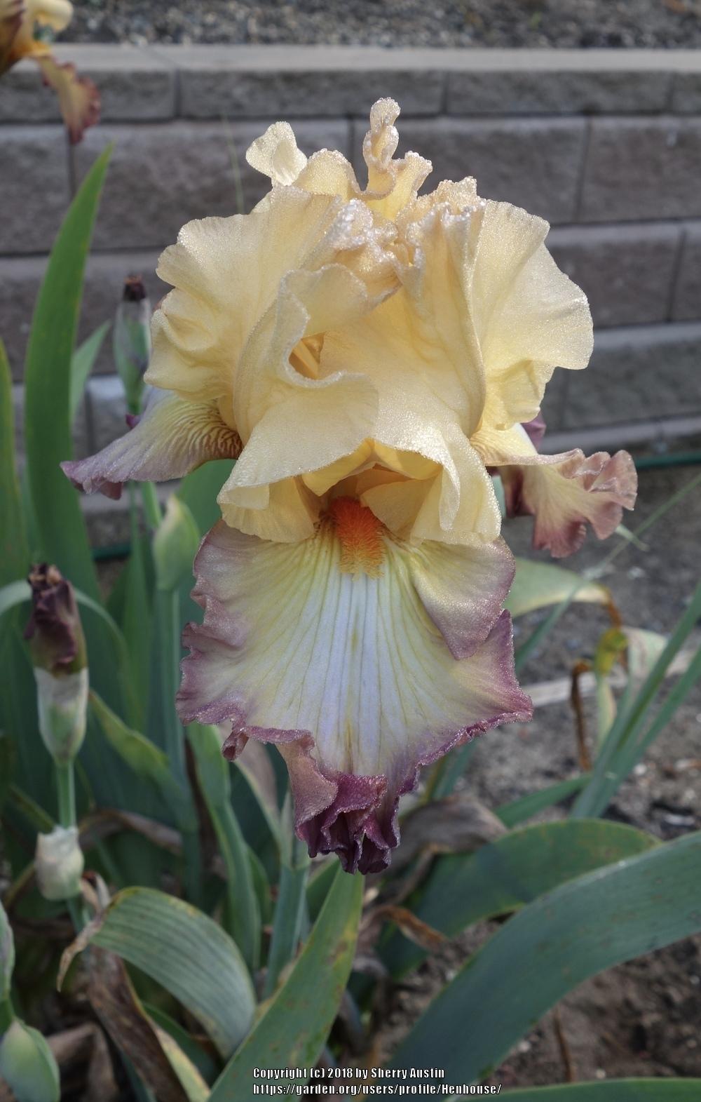 Photo of Tall Bearded Iris (Iris 'Modern Drama') uploaded by Henhouse