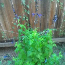Location: Gardnerville, Nevada
Date: 2017-09-16
Grown from seed