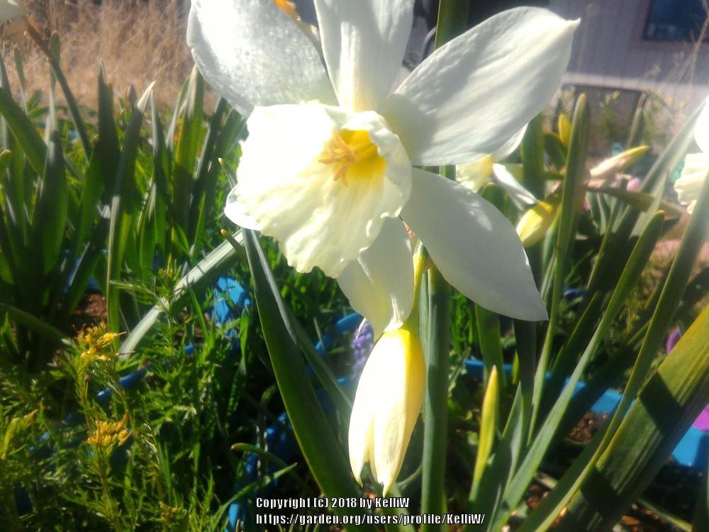 Photo of Triandrus Daffodil (Narcissus 'Thalia') uploaded by KelliW