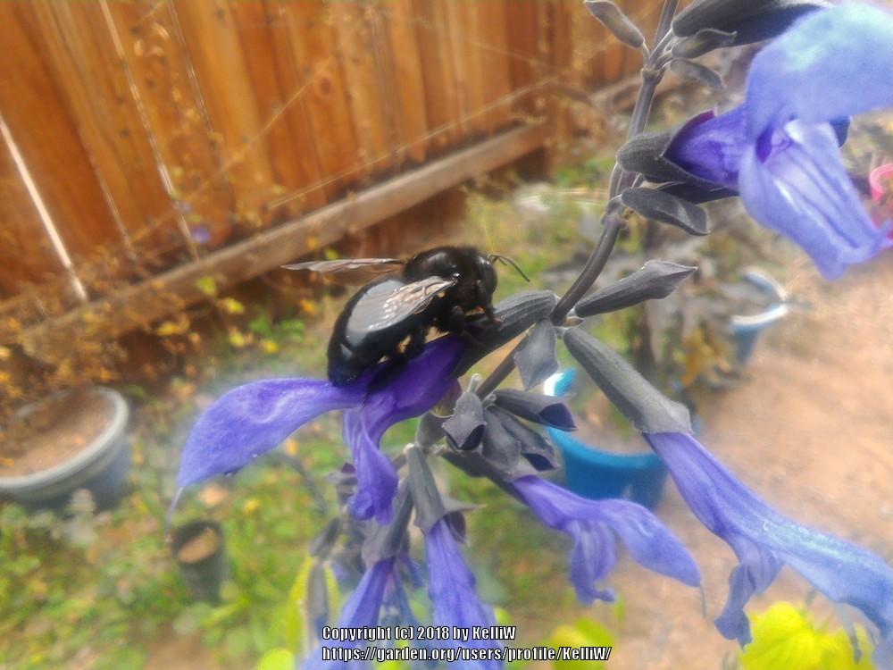Photo of Anise-Scented Sage (Salvia coerulea 'Black and Blue') uploaded by KelliW