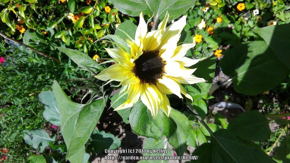Photo of Sunflower (Helianthus annuus 'Moonshadow') uploaded by KelliW