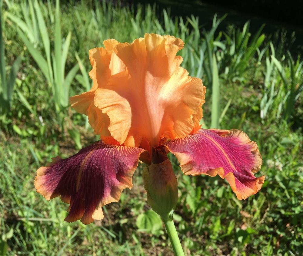 Photo of Tall Bearded Iris (Iris 'Aardvark Lark') uploaded by Lbsmitty