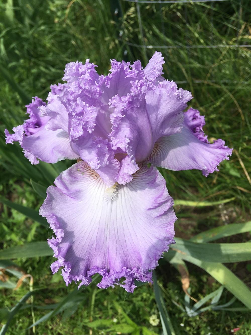 Photo of Tall Bearded Iris (Iris 'Super Model') uploaded by Lbsmitty