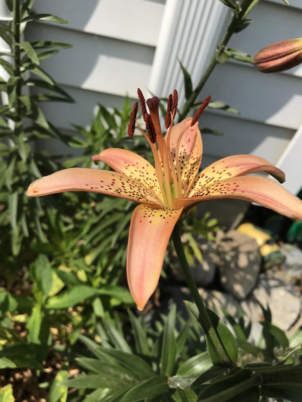 Photo of Lilies (Lilium) uploaded by Michelezie