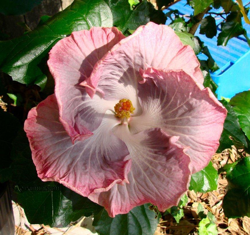 Photo of Tropical Hibiscus (Hibiscus rosa-sinensis 'Swamp Cloud') uploaded by Xeramtheum