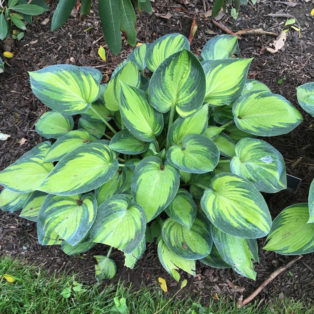 Photo of Hosta 'June' uploaded by csandt