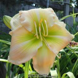 Thumb of 2018-06-18/daylilly99/093583