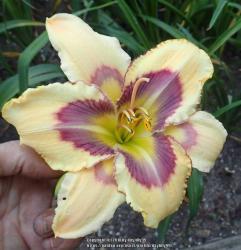 Thumb of 2018-06-18/daylilly99/218118