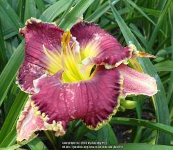 Thumb of 2018-06-18/daylilly99/49d594