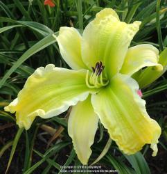Thumb of 2018-06-18/daylilly99/50916d