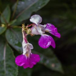 Location: Clinton, Michigan 49236
Date: 2017-07-13
"Impatiens balfourii , 2017, Poor Man's Orchid, Balfour's [Touch 
