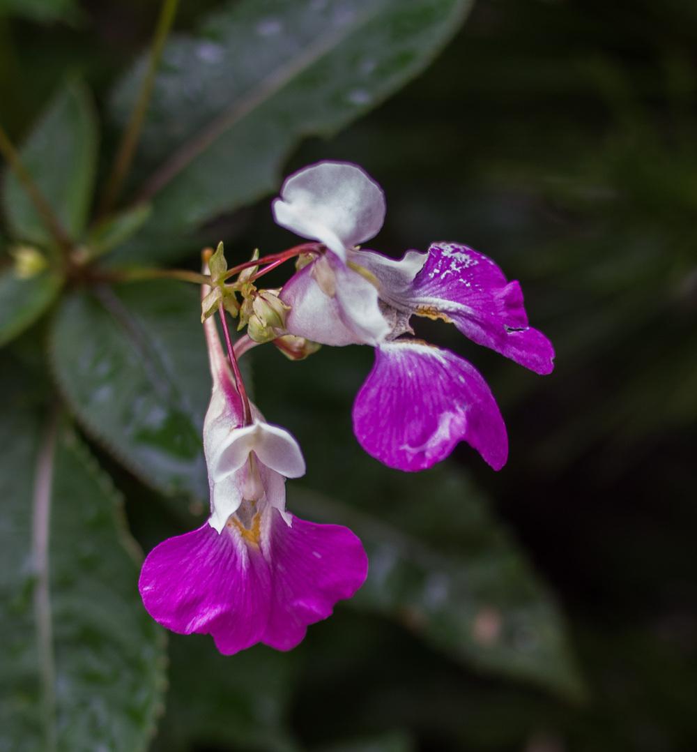 Photo of Poor Man's Orchid (Impatiens balfourii) uploaded by frankrichards16