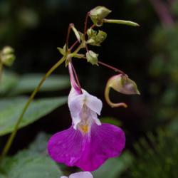 Location: Clinton, Michigan 49236
Date: 2017-07-13
"Impatiens balfourii , 2017, Poor Man's Orchid, Balfour's [Touch 