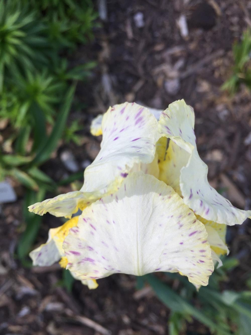 Photo of Border Bearded Iris (Iris 'Minnesota Mixed-Up Kid') uploaded by jdseely1