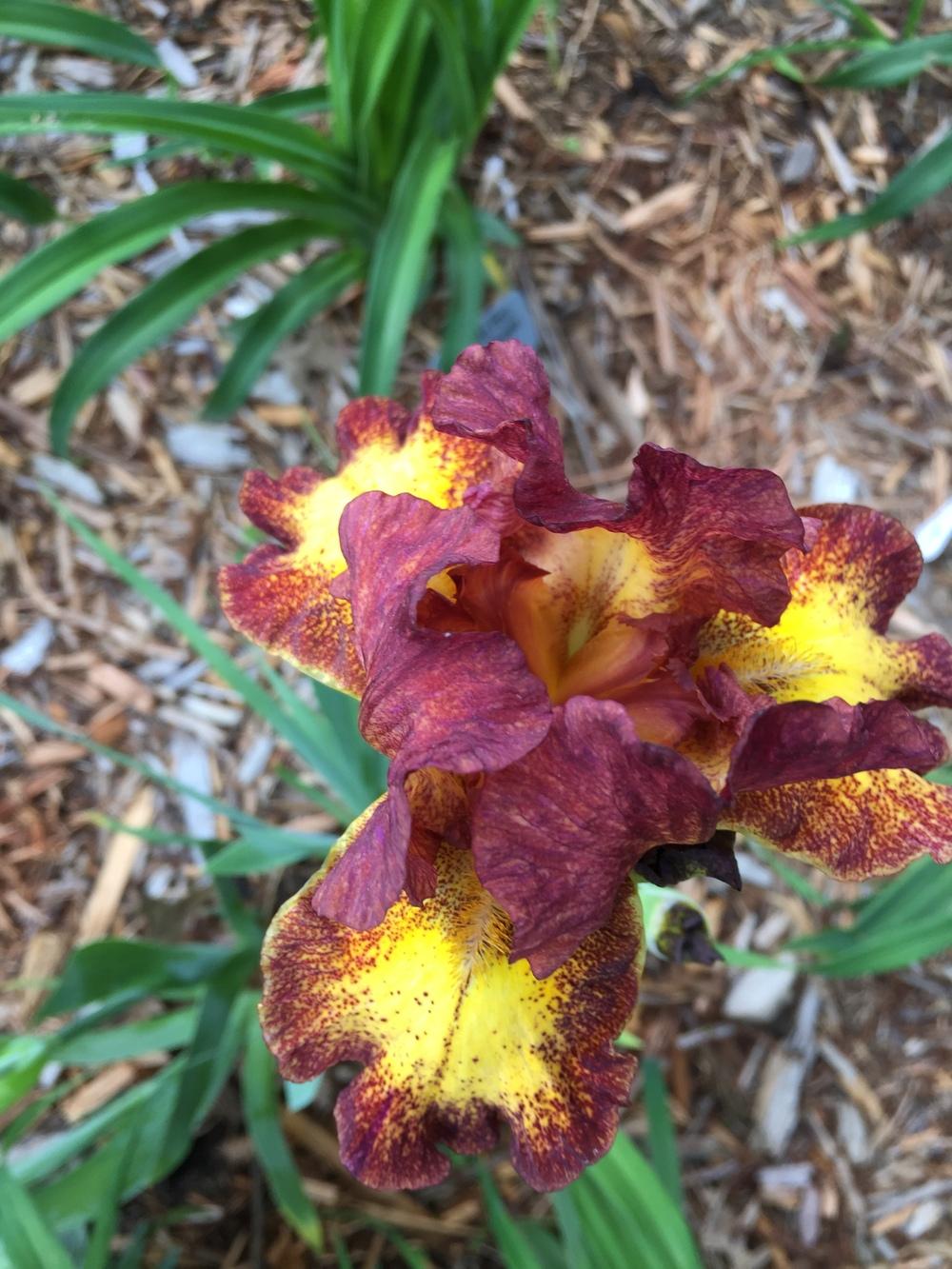 Photo of Intermediate Bearded Iris (Iris 'Red Hot Chili') uploaded by jdseely1