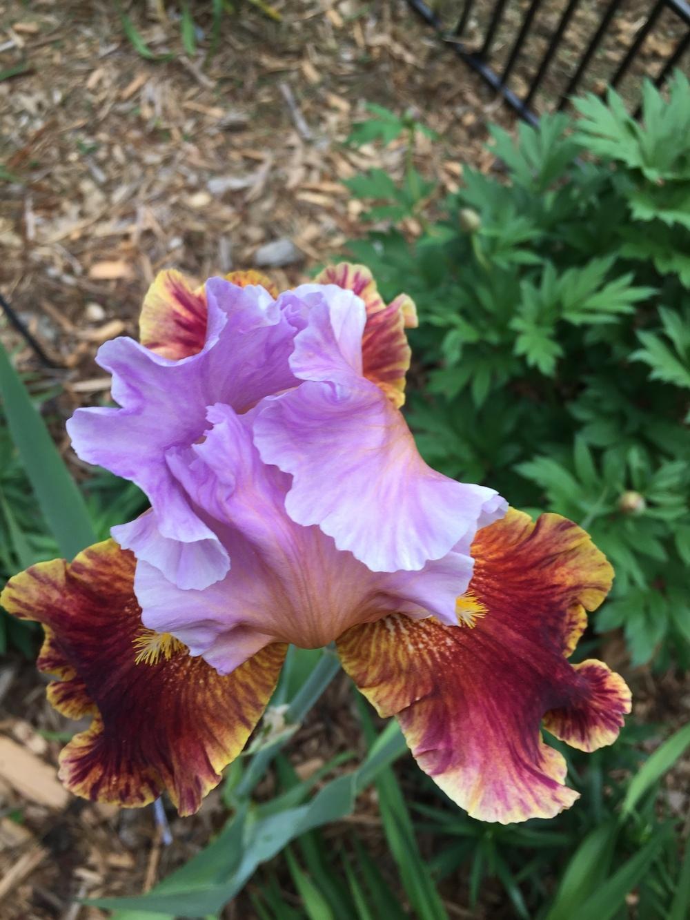 Photo of Tall Bearded Iris (Iris 'Golly Gee Whiz') uploaded by jdseely1