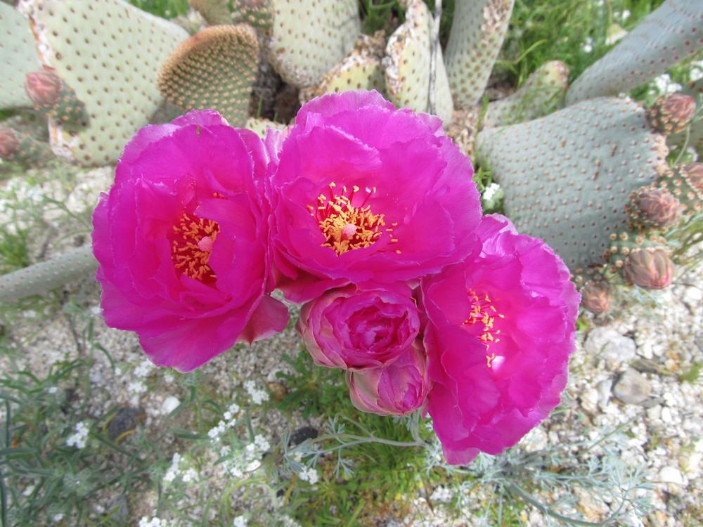 Photo of Beavertail Cactus (Opuntia basilaris) uploaded by olga_batalov