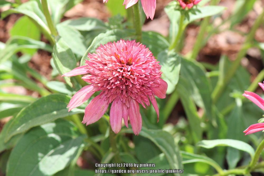 Photo of Coneflower (Echinacea Double Scoop™ Cranberry) uploaded by pinkiris