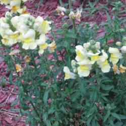 
Date: 2018-06-13
These are second year snap dragons