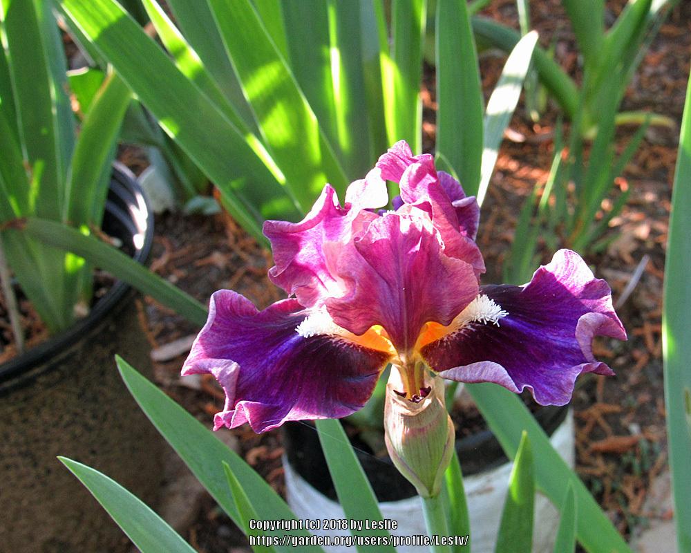 Photo of Intermediate Bearded Iris (Iris 'Moonglade') uploaded by Lestv