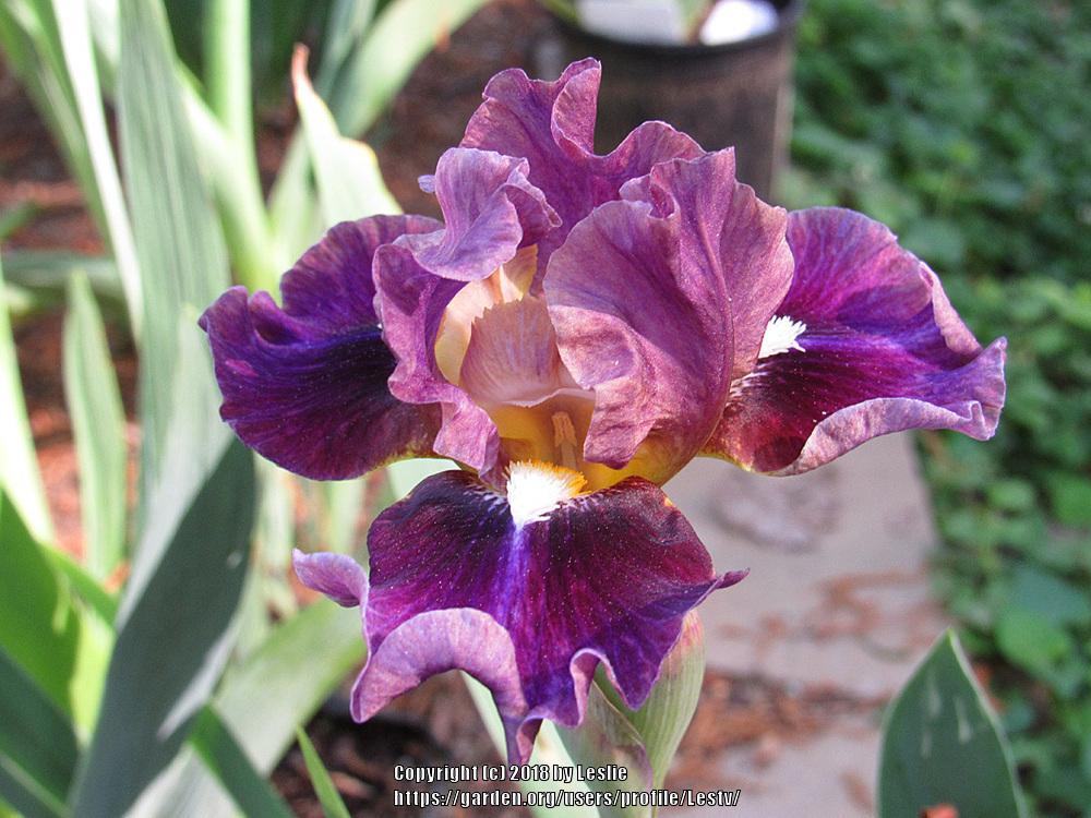 Photo of Intermediate Bearded Iris (Iris 'Moonglade') uploaded by Lestv