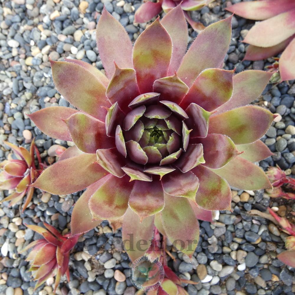 Photo of Hen and Chicks (Sempervivum 'Dippy Dame') uploaded by Patty