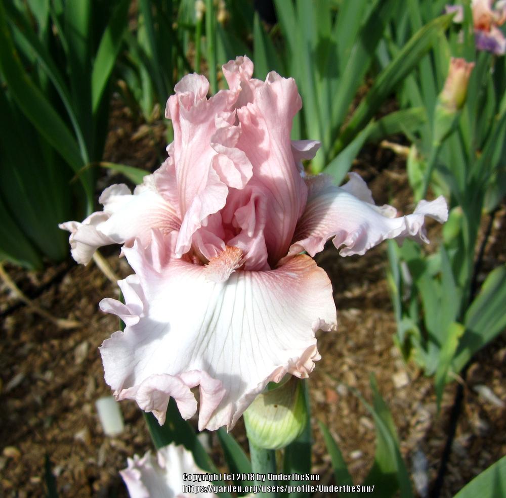 Photo of Tall Bearded Iris (Iris 'Note to God') uploaded by UndertheSun