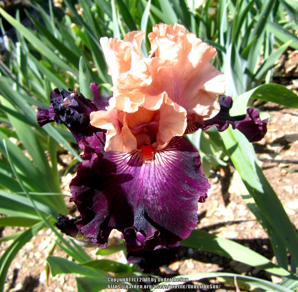 Photo of Tall Bearded Iris (Iris 'Priceless Memories') uploaded by UndertheSun