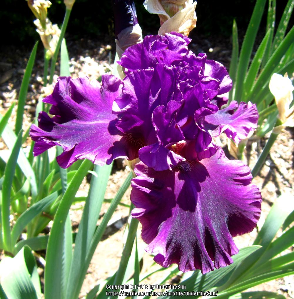 Photo of Tall Bearded Iris (Iris 'Fine Wine') uploaded by UndertheSun