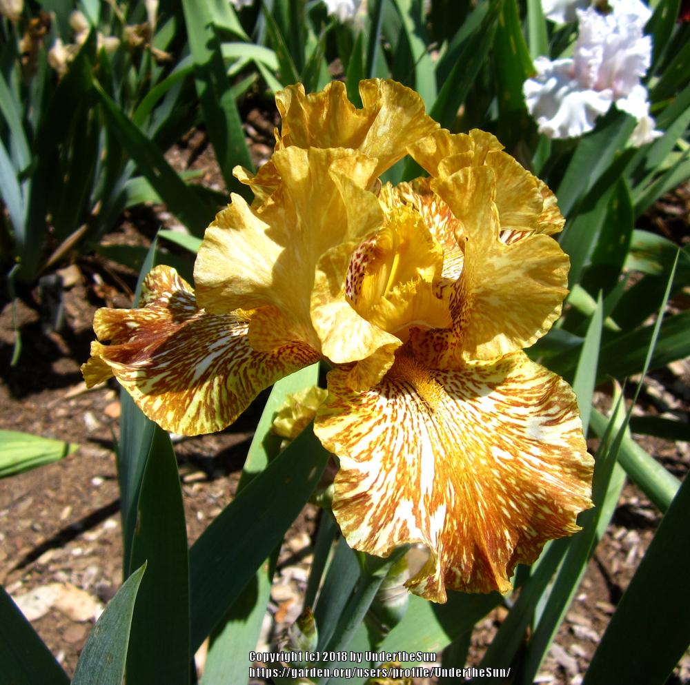 Photo of Tall Bearded Iris (Iris 'Tiger Honey') uploaded by UndertheSun