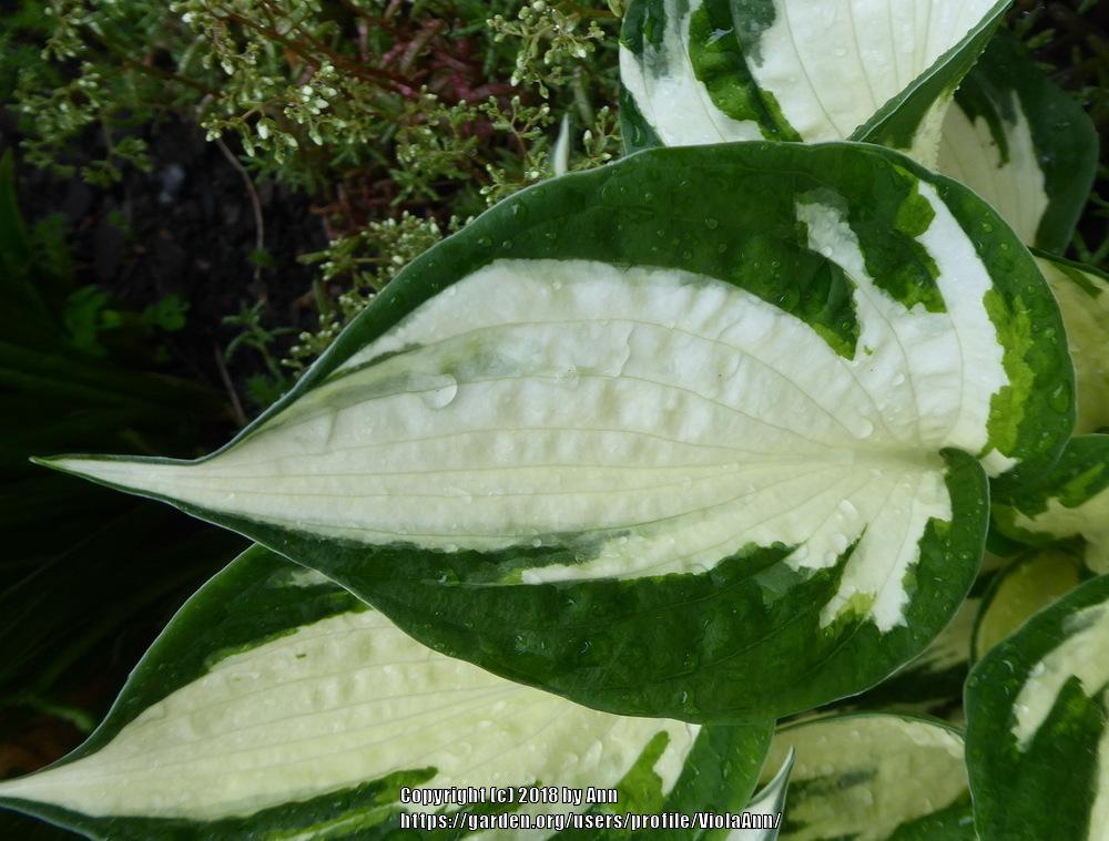 Photo of Hosta 'Fire and Ice' uploaded by ViolaAnn