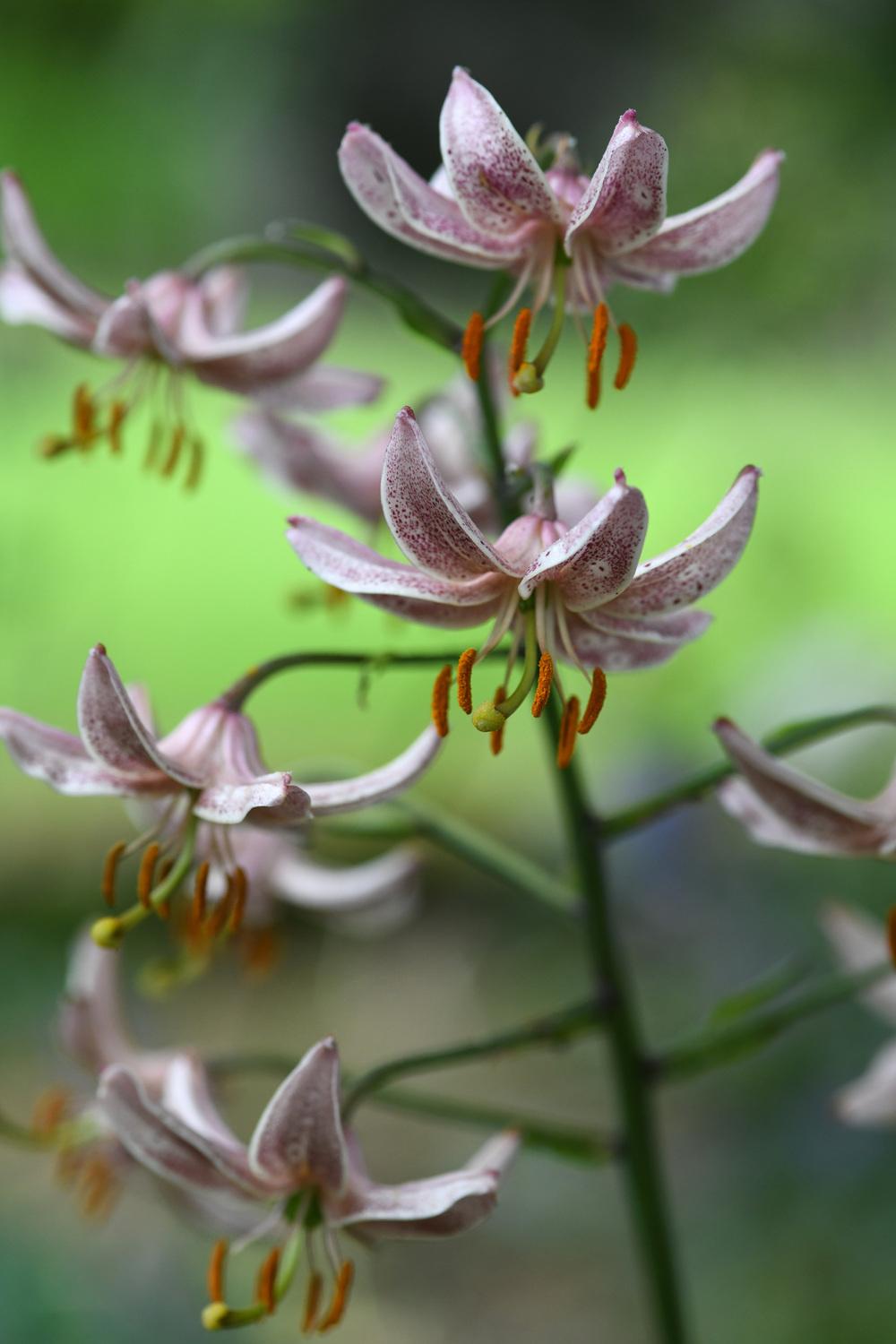 Photo of Lily (Lilium 'Terry') uploaded by cliftoncat