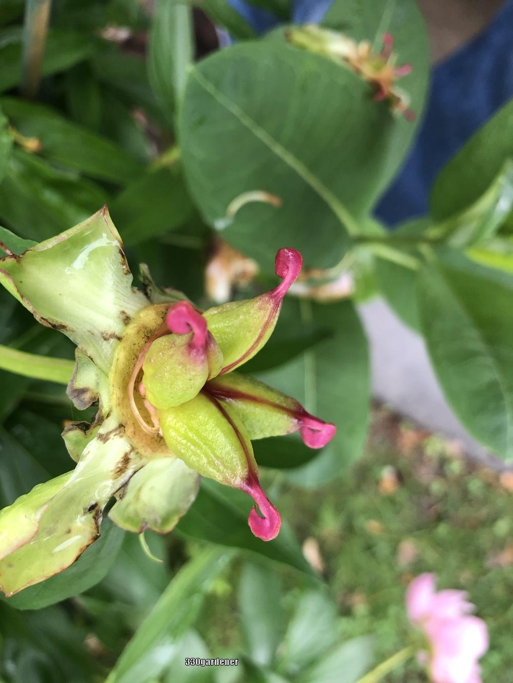 Photo of Peony (Paeonia lactiflora 'Bowl of Beauty') uploaded by crawgarden