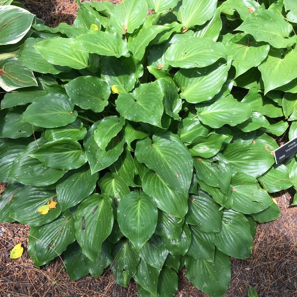 Photo of Hosta 'Invincible' uploaded by csandt