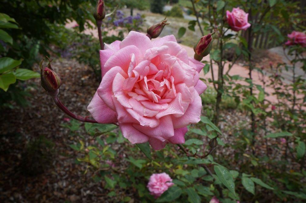 Photo of Rose (Rosa 'Madame Lombard') uploaded by ingrid_vc