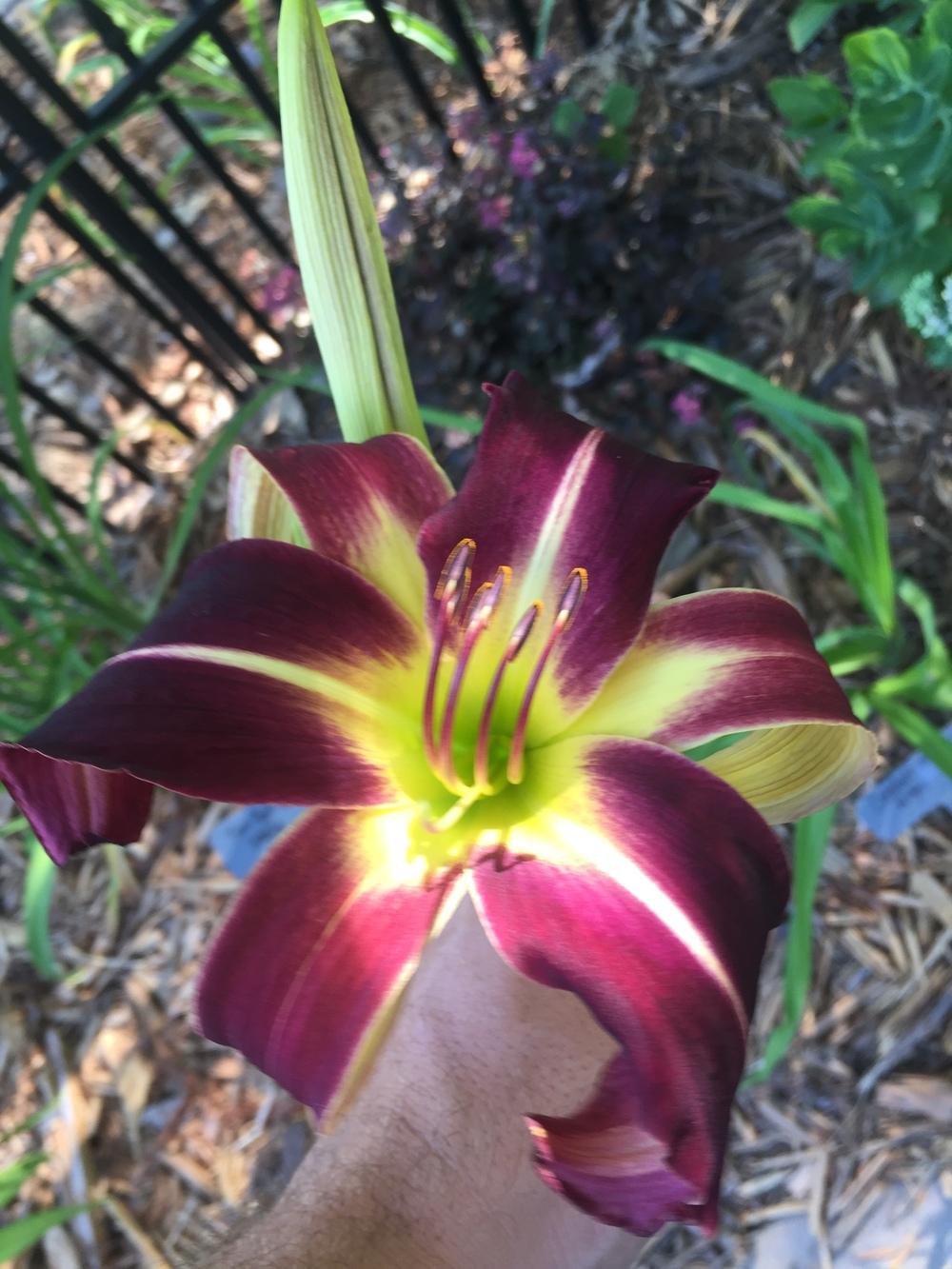 Photo of Daylily (Hemerocallis 'Creature of the Night') uploaded by jdseely1