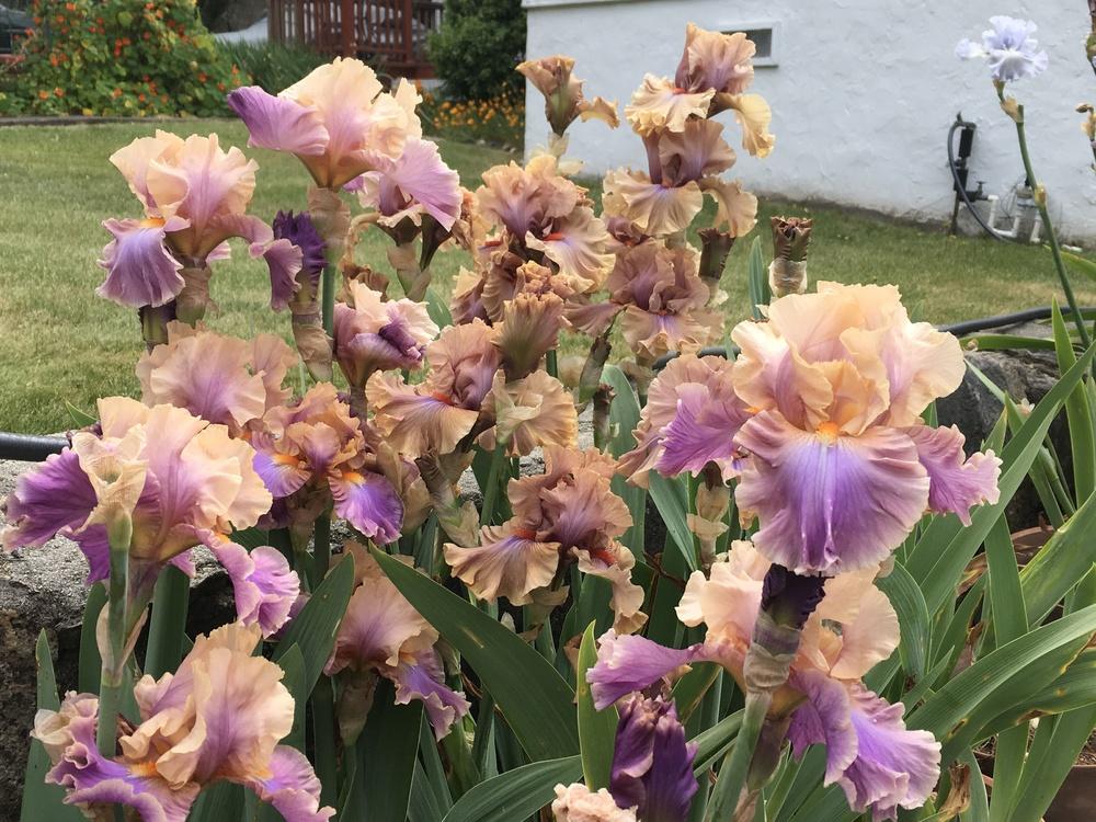 Photo of Tall Bearded Iris (Iris 'Chasing Rainbows') uploaded by lilpod13