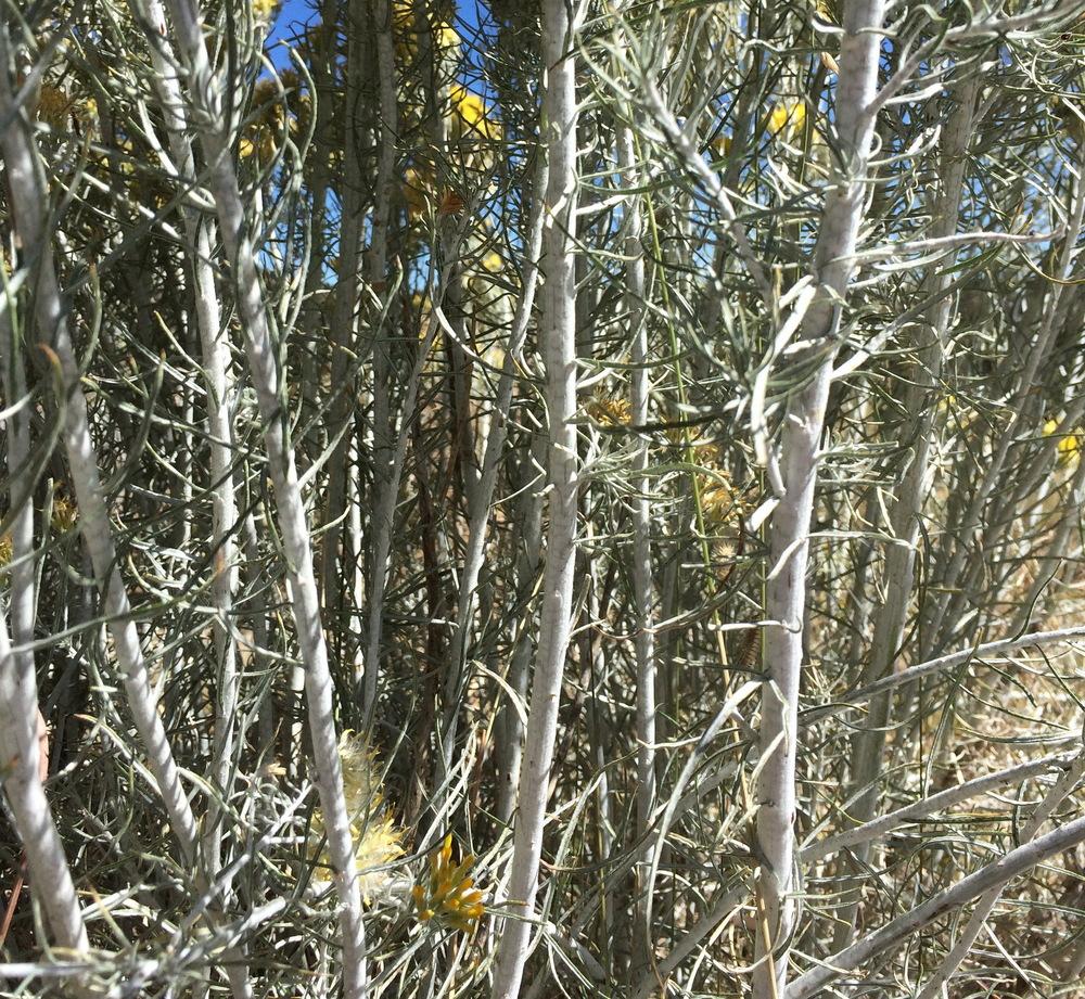 Photo of Rubber Rabbitbrush (Ericameria nauseosa) uploaded by plantmanager