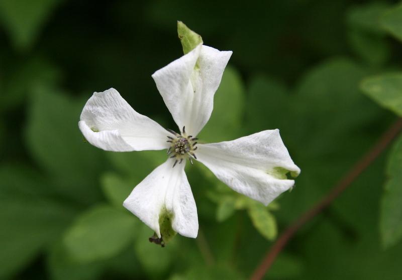 Photo of Clematis (Clematis viticella 'Alba Luxurians') uploaded by Calif_Sue