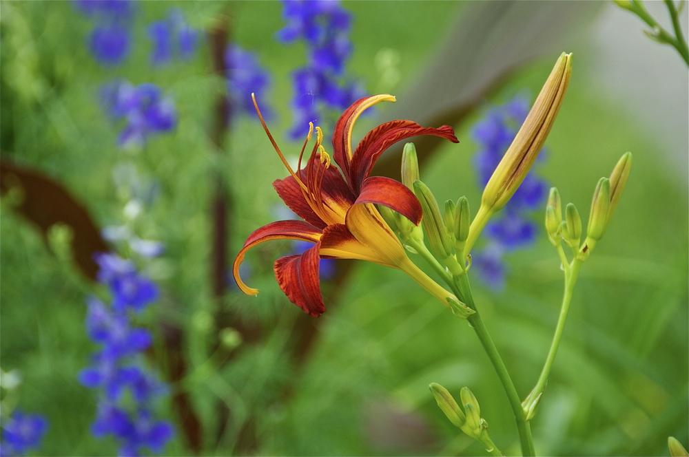 Photo of Ditch Lily (Hemerocallis fulva) uploaded by Fleur569