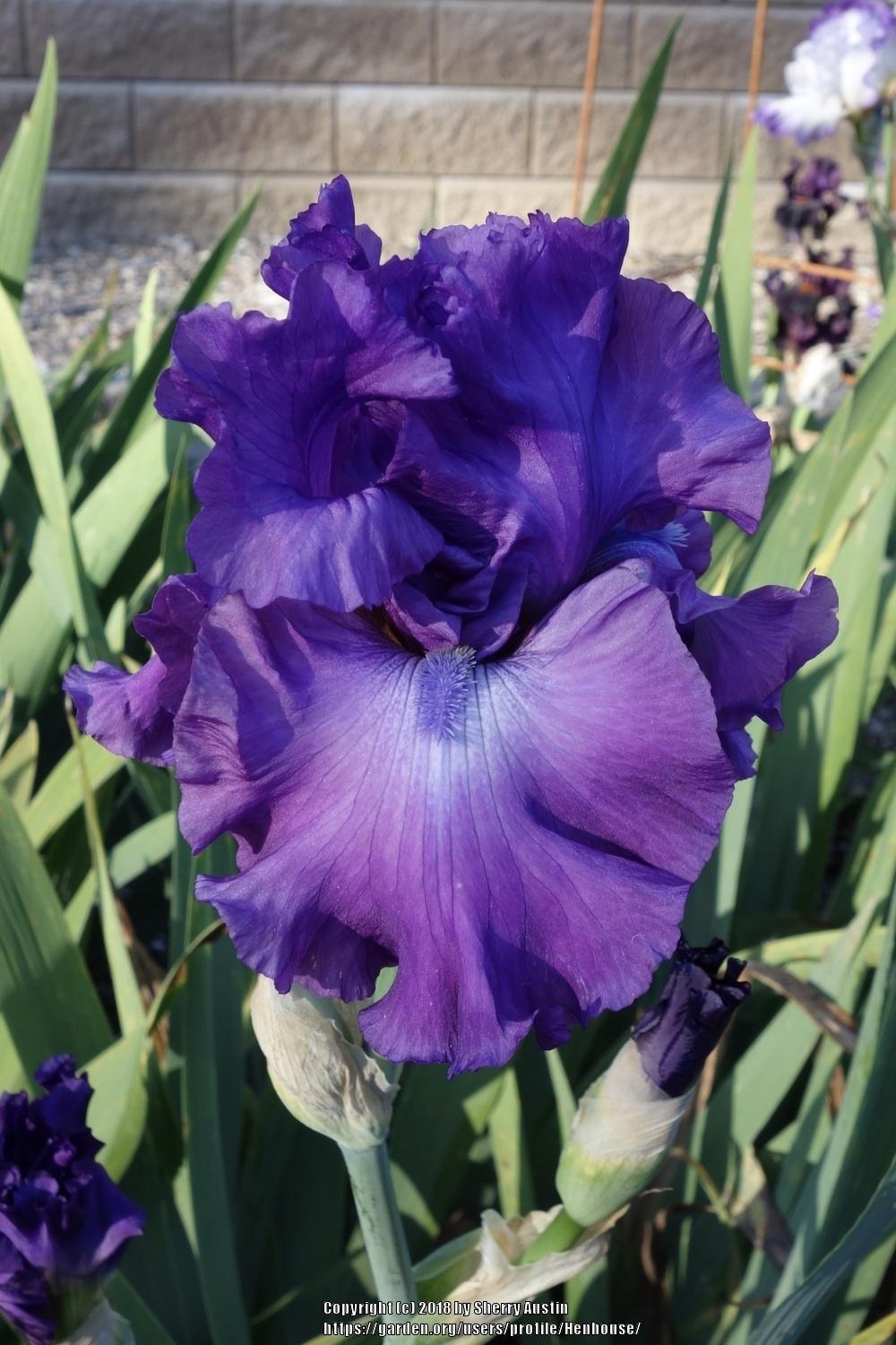 Photo of Tall Bearded Iris (Iris 'Majestic Ruler') uploaded by Henhouse