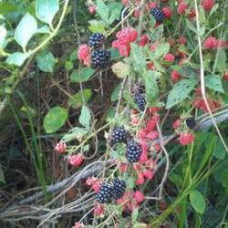 Location: Neshoba County, MS
Date: 2018-06-19
Ripe and unripe blackberries on the vine