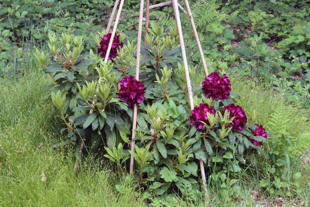 Photo of Rhododendron 'Frank Galsworthy' uploaded by RuuddeBlock
