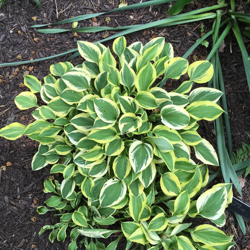 Photo of Hosta 'Grand Prize' uploaded by csandt