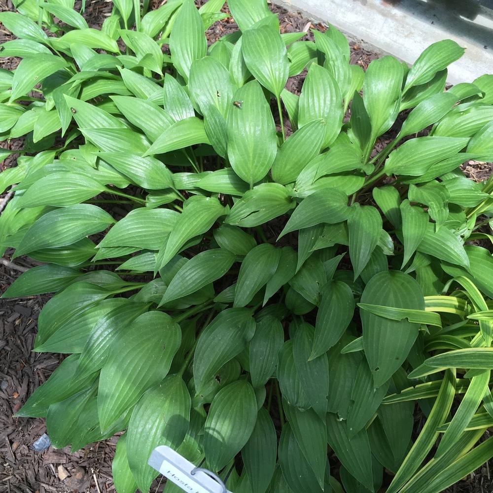 Photo of Hosta 'Lancifolia' uploaded by csandt
